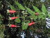image of Fuchsia splendens