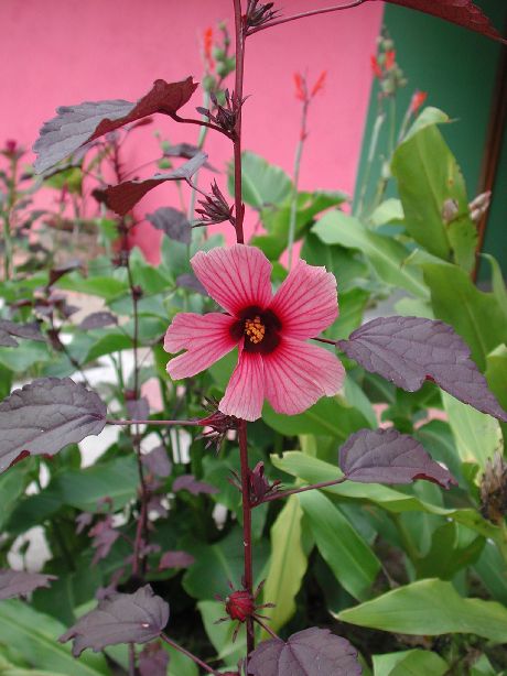 Malvaceae Hibiscus sabdariffa