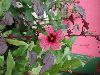 image of Hibiscus sabdariffa