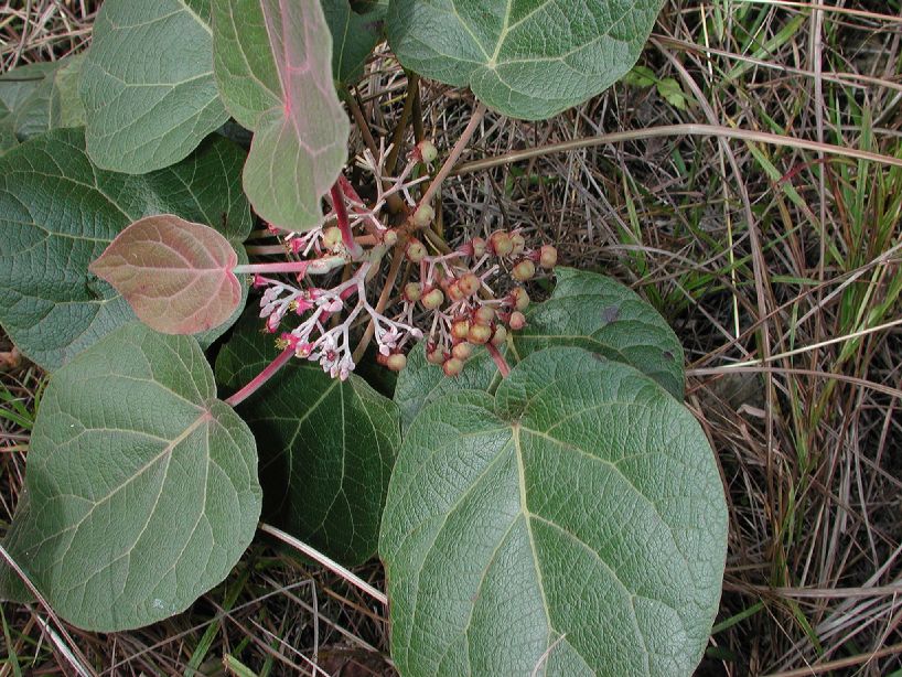 Tiliaceae Petenaea cordata