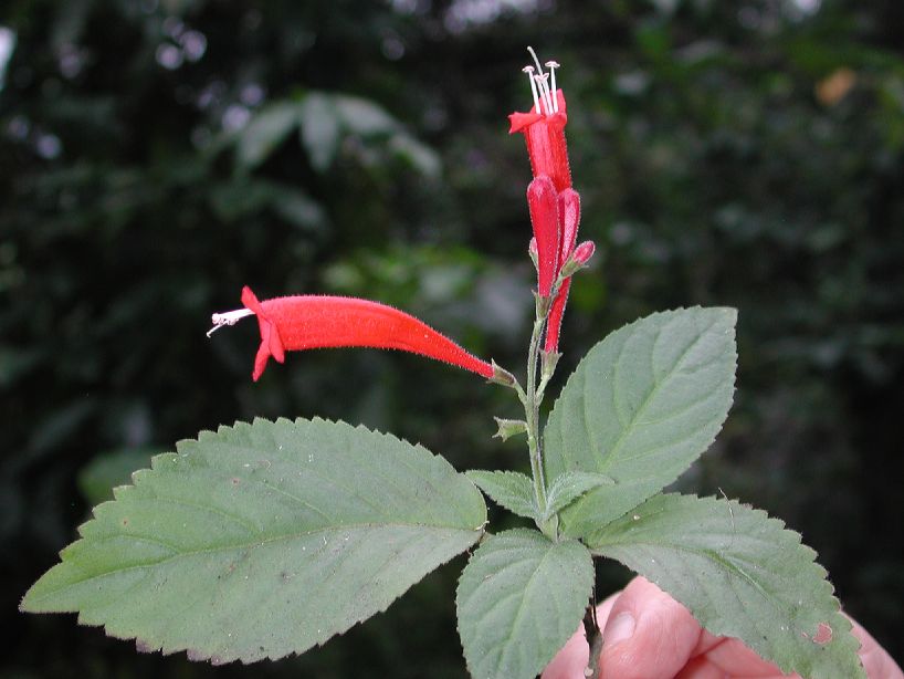 Plantaginaceae Uroskinnera almedae