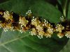 image of Coccoloba nervosa