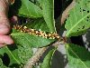 image of Coccoloba nervosa