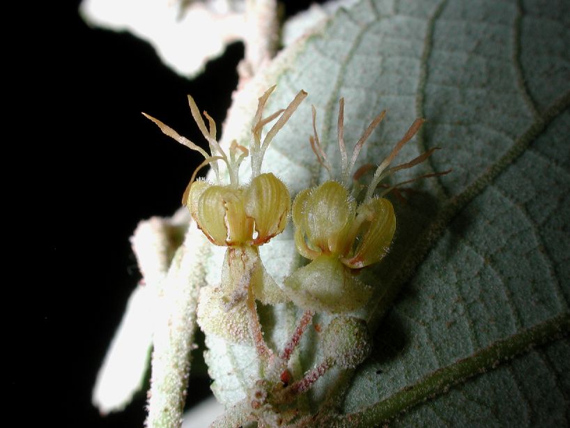 Byttneriaceae Guazuma ulmifolia