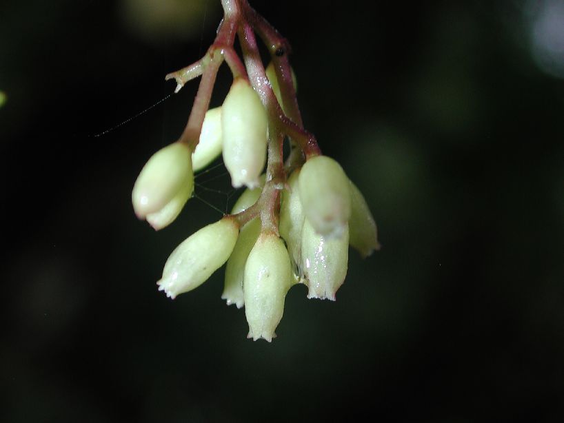 Nyctaginaceae Neea 