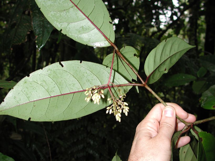 Nyctaginaceae Neea 