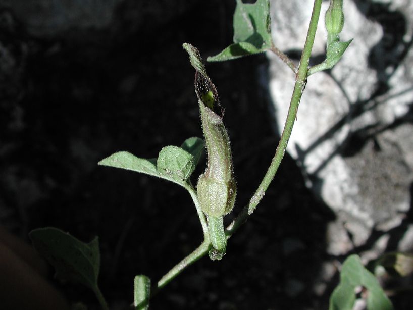 Aristolochiaceae Aristolochia pueblana