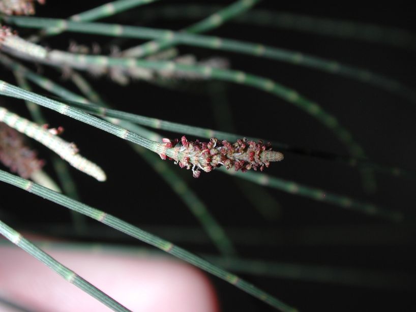 Casuarinaceae Casuarina equisetifolia