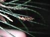 image of Casuarina equisetifolia