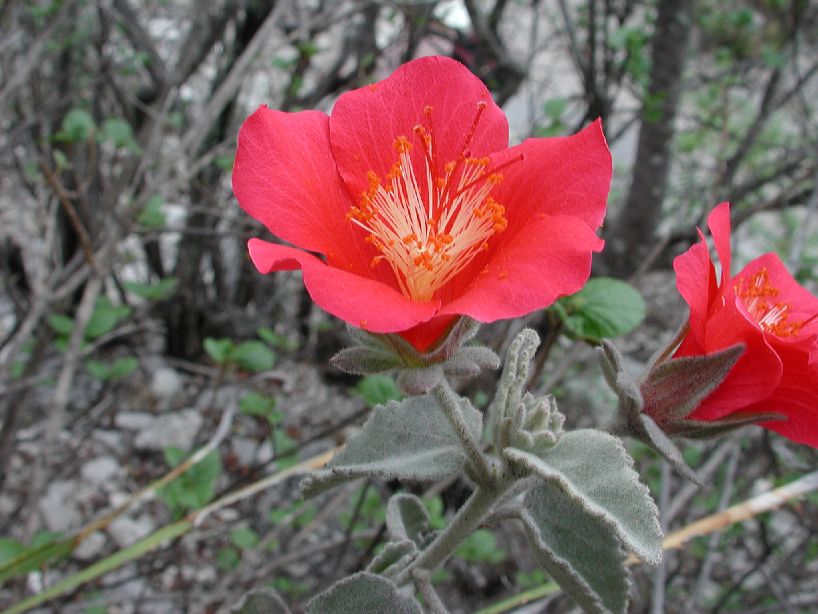 Malvaceae Hibiscus longifilus