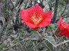 image of Hibiscus longifilus