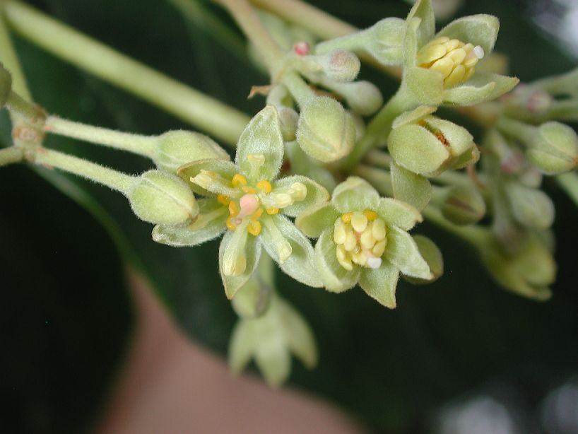 Lauraceae Persea americana