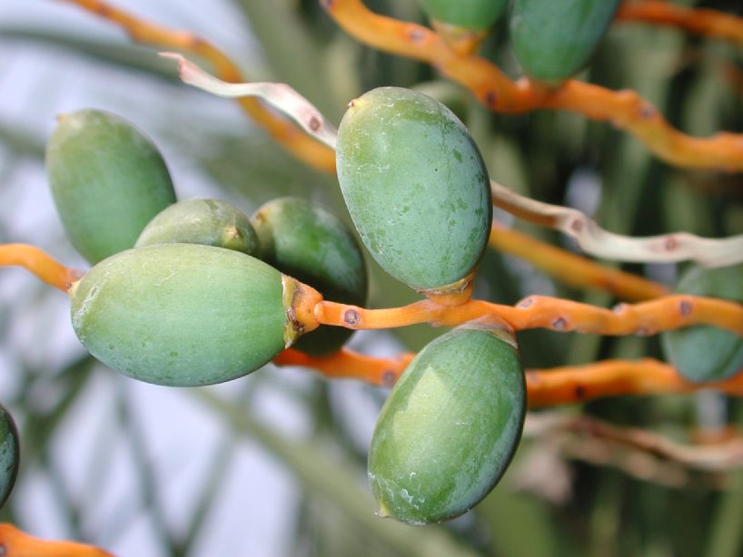 Arecaceae Phoenix canariensis