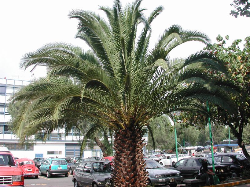 Arecaceae Phoenix canariensis