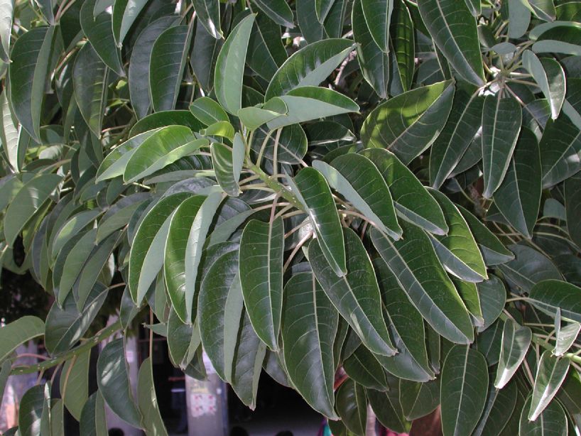 Phytolaccaceae Phytolacca dioica
