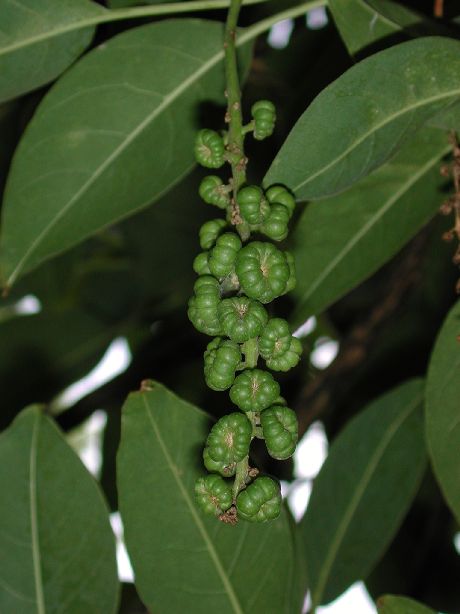 Phytolaccaceae Phytolacca dioica