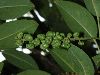 image of Phytolacca dioica