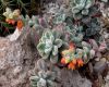 image of Echeveria coccinea