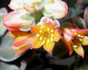 image of Echeveria coccinea