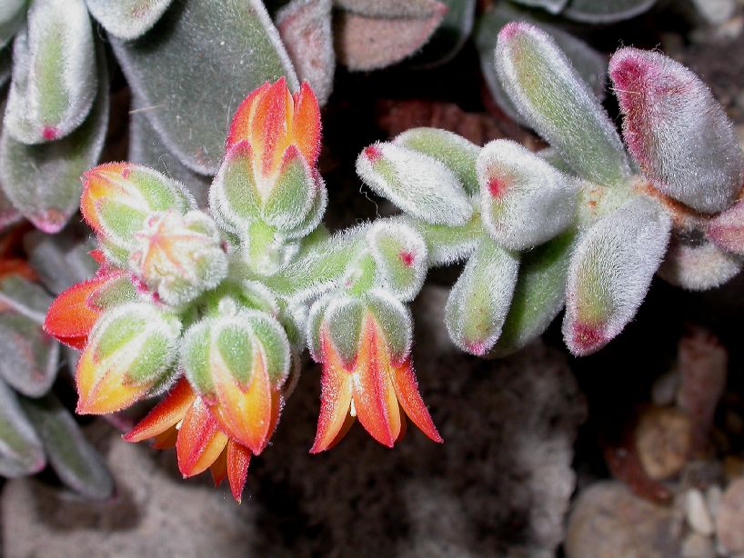 Crassulaceae Echeveria coccinea