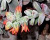 image of Echeveria coccinea