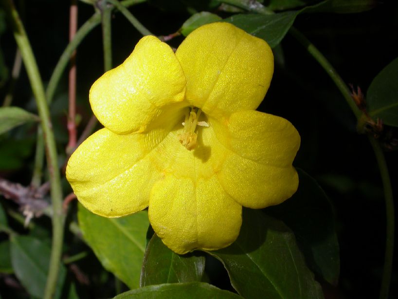 Gelsemiaceae Gelsemium rankinii