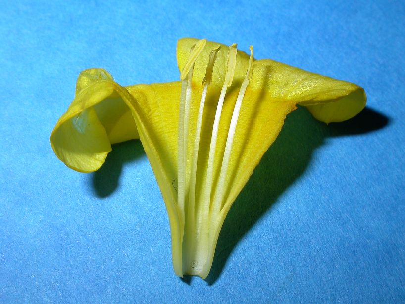Gelsemiaceae Gelsemium rankinii