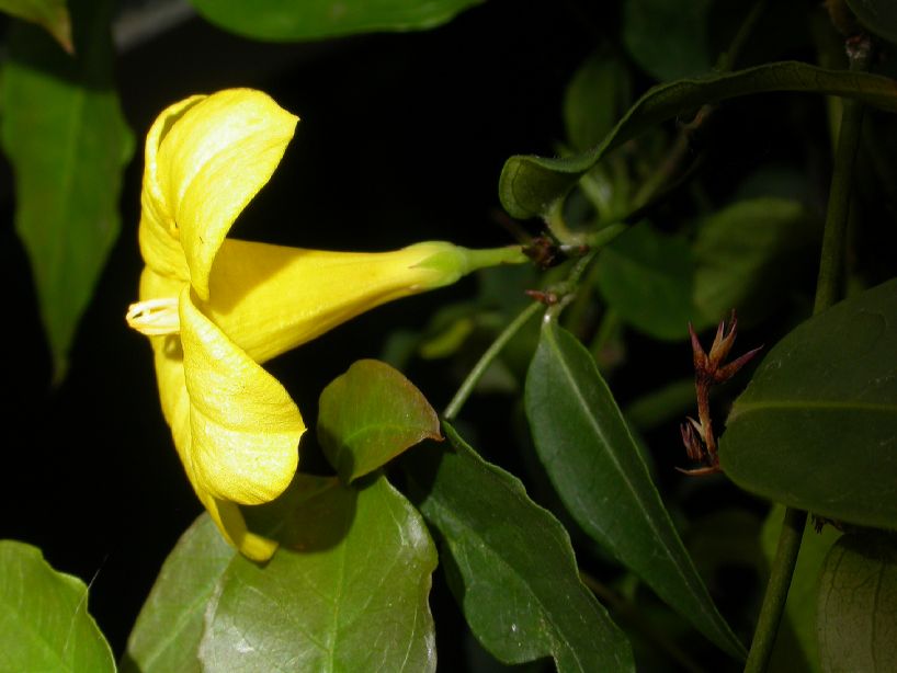 Gelsemiaceae Gelsemium rankinii
