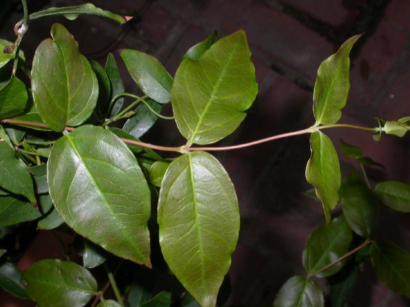 Gelsemiaceae Gelsemium rankinii