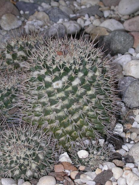 Cactaceae Mammillaria karwinskiana