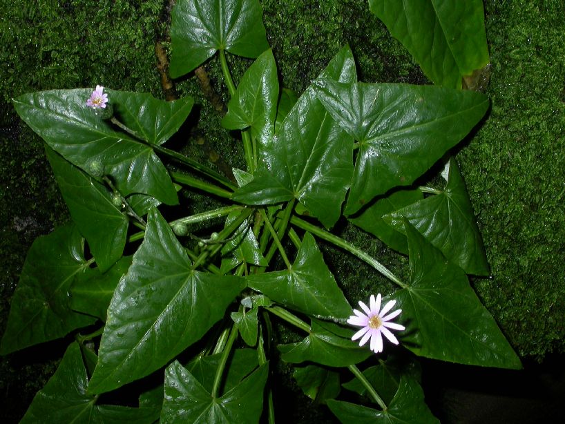 Asteraceae Onoseris weberbaueri