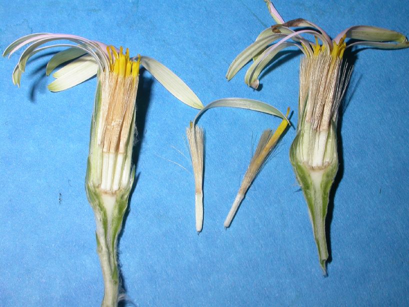Asteraceae Onoseris weberbaueri