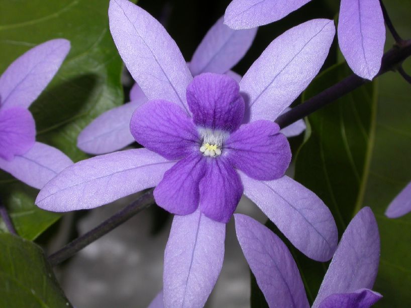 Verbenaceae Petrea volubilis