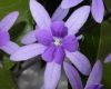 image of Petrea volubilis