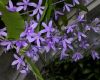 image of Petrea volubilis