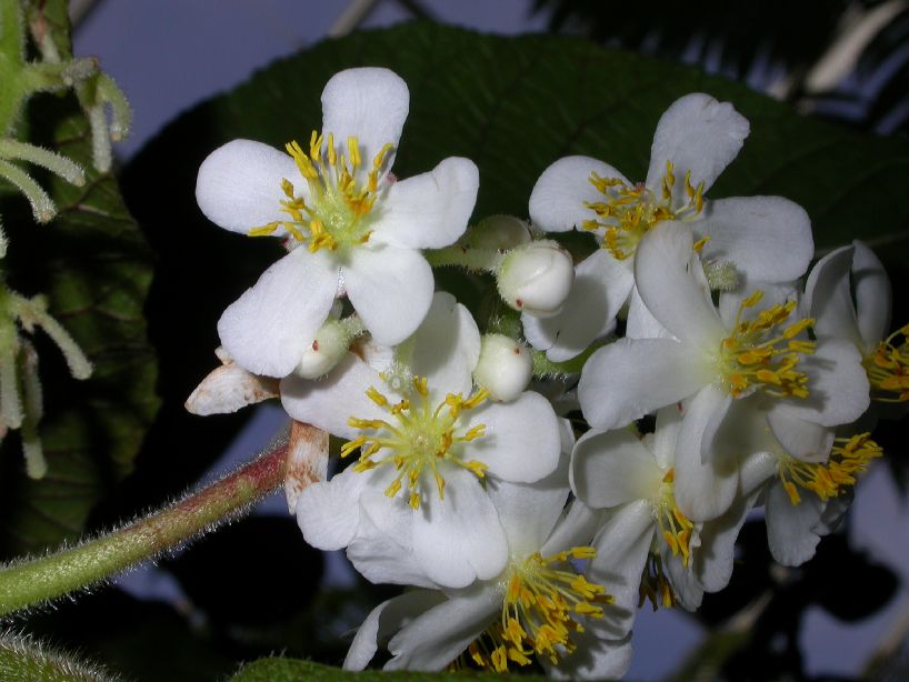 Actinidiaceae Saurauia madrensis