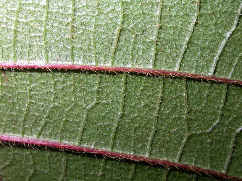 Actinidiaceae Saurauia madrensis