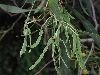 image of Acacia retinodes