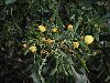 image of Acacia retinodes