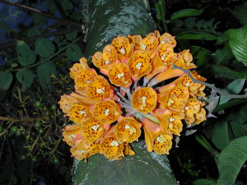 Alstroemeriaceae Bomarea 