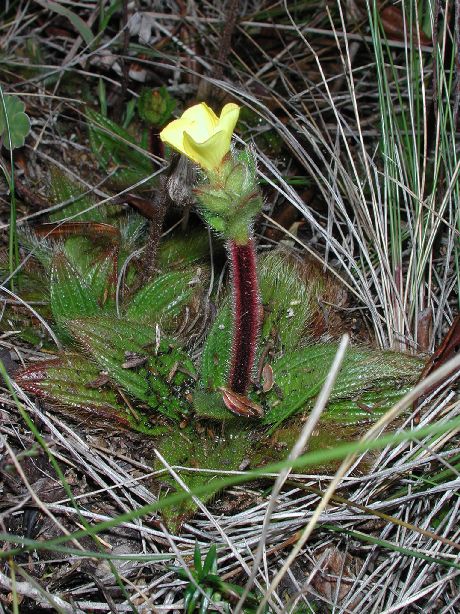 Melastomataceae Castratella piloselloides