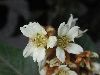 image of Eriobotrya japonica