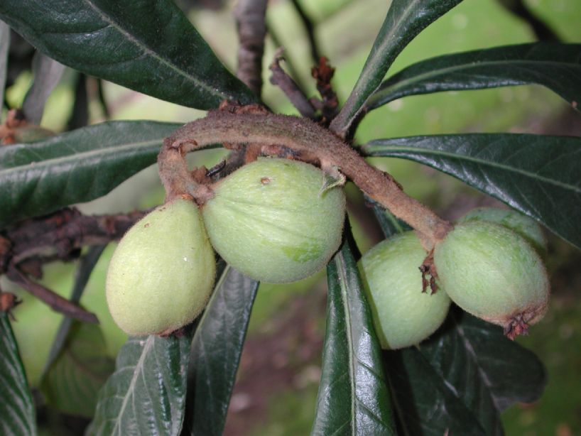 Rosaceae Eriobotrya japonica