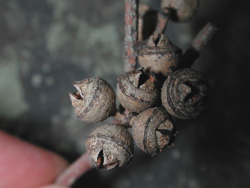 Myrtaceae Eucalyptus camaldulensis