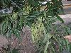 image of Fraxinus uhdei