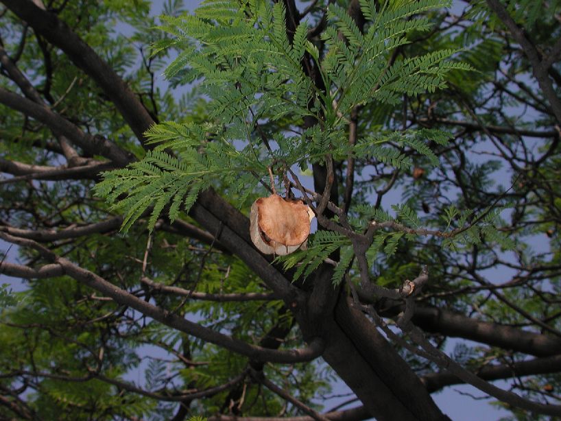 Bignoniaceae Jacaranda mimosifolia