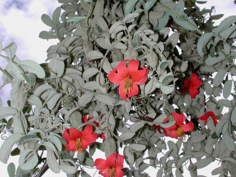 Asteraceae Mutisia 
