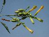 image of Nicotiana glauca