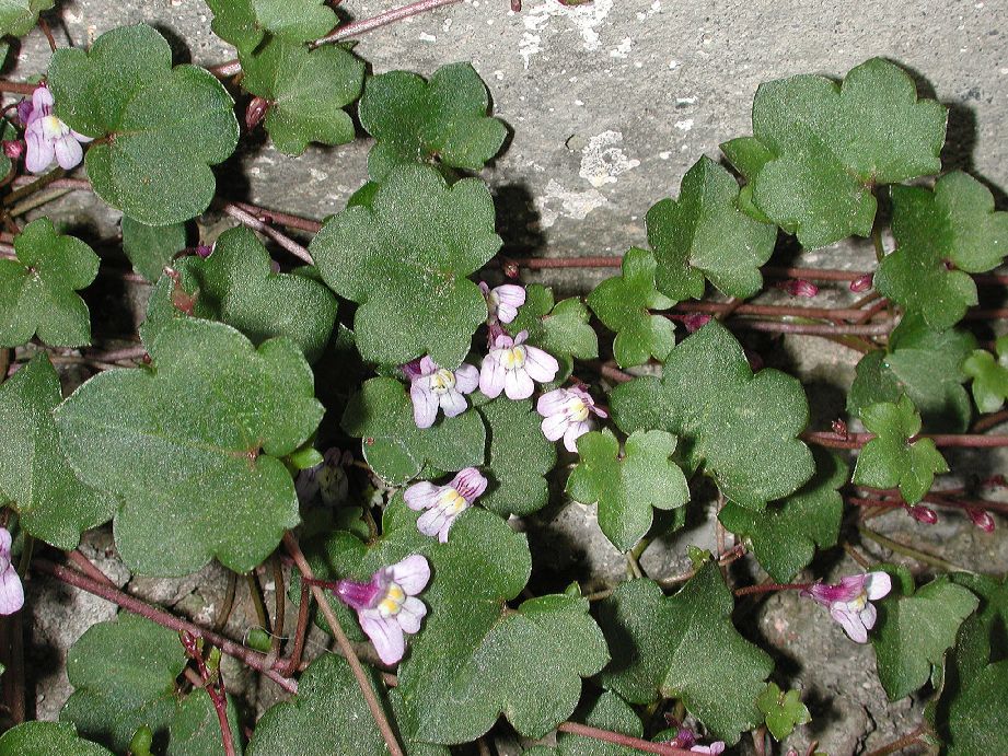 Plantaginaceae Cymbalaria muralis