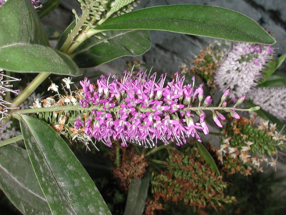 Plantaginaceae Veronica speciosa
